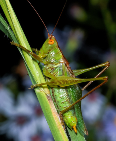 katydid